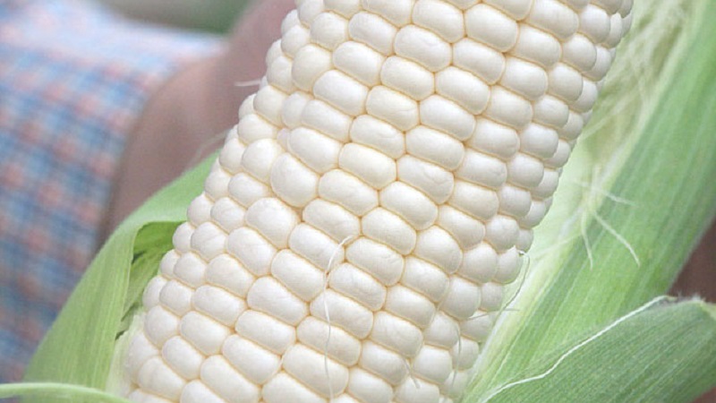 Qu'est-ce que le maïs blanc, en quoi diffère-t-il du maïs ordinaire et comment le manger