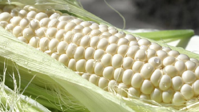 Qu'est-ce que le maïs blanc, en quoi diffère-t-il du maïs ordinaire et comment le manger