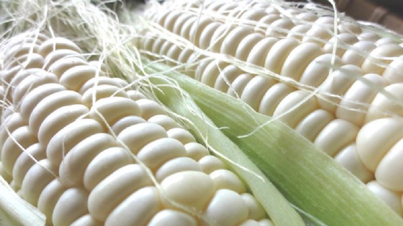 Qu'est-ce que le maïs blanc, en quoi diffère-t-il du maïs ordinaire et comment le manger