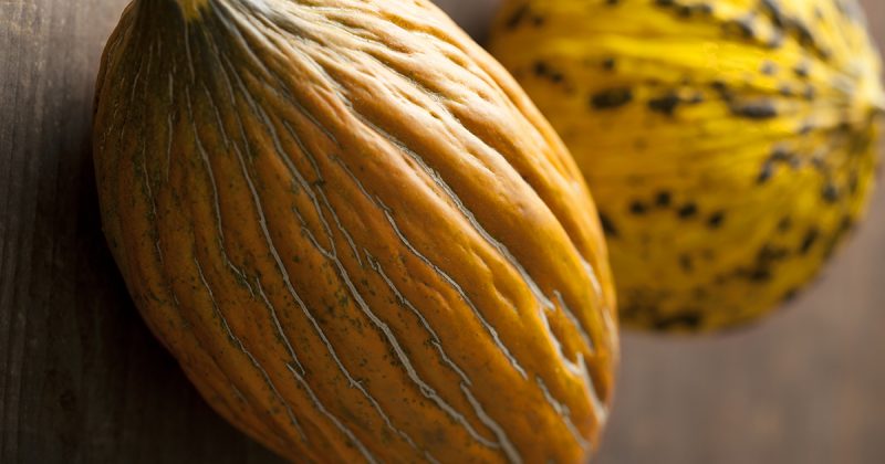 Ce qui est bien avec le melon Kassaba, comment le choisir et le cultiver