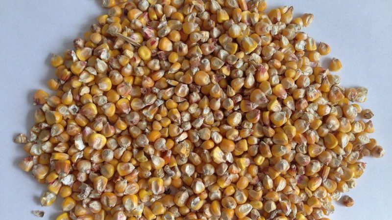 Qu'est-ce que le maïs fourrager, comment est-il cultivé et où est-il utilisé