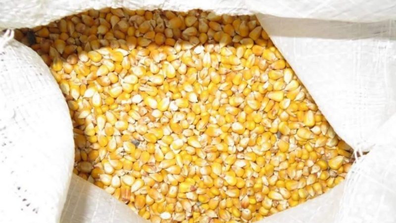 Qu'est-ce que le maïs fourrager, comment est-il cultivé et où est-il utilisé