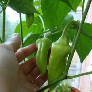 Où et comment faire mûrir les poivrons à la maison: conseils pour conserver les légumes et accélérer leur maturation