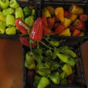 Où et comment faire mûrir les poivrons à la maison: conseils pour conserver les légumes et accélérer leur maturation