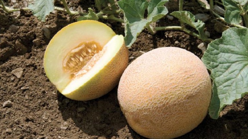 Où et comment conserver le melon avant le nouvel an à la maison