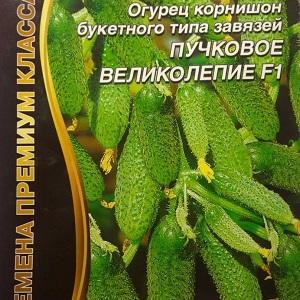 Concombre hybride F1 Bunch Splendor: culture de cornichons en serre, en plein champ et sur le rebord de la fenêtre