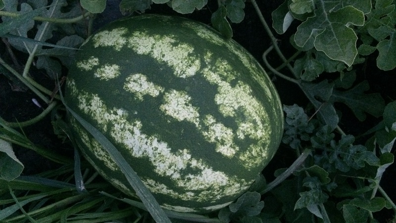 Melon d'eau hybride Karistan aux gros fruits sucrés