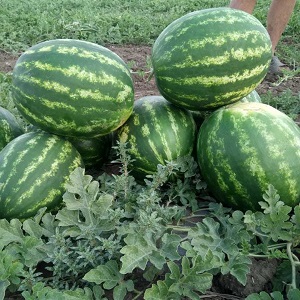 Melon d'eau hybride Karistan aux gros fruits sucrés