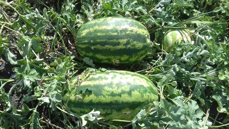 Melon d'eau hybride Karistan aux gros fruits sucrés