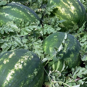 Melon d'eau hybride Karistan aux gros fruits sucrés