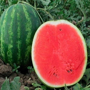 Melon d'eau hybride Karistan aux gros fruits sucrés