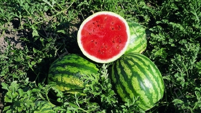 Melon d'eau hybride Karistan aux gros fruits sucrés