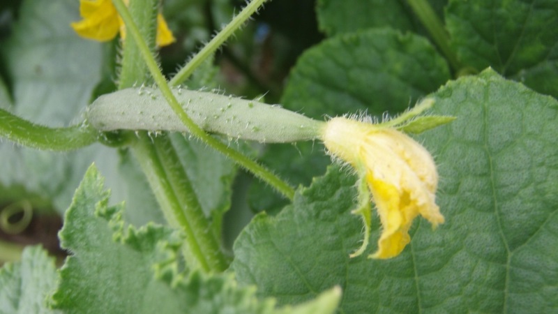 Les principales raisons pour lesquelles l'ovaire ne pousse pas sur les concombres