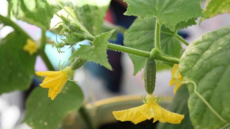 Les principales raisons pour lesquelles l'ovaire ne pousse pas sur les concombres