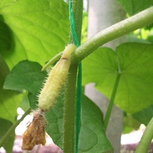 Les principales raisons pour lesquelles l'ovaire ne pousse pas sur les concombres