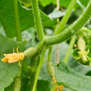 Les principales raisons pour lesquelles l'ovaire ne pousse pas sur les concombres