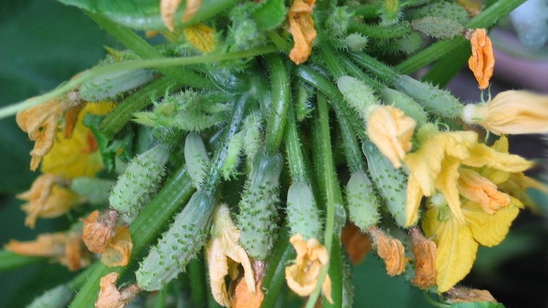 Les principales raisons pour lesquelles l'ovaire ne pousse pas sur les concombres