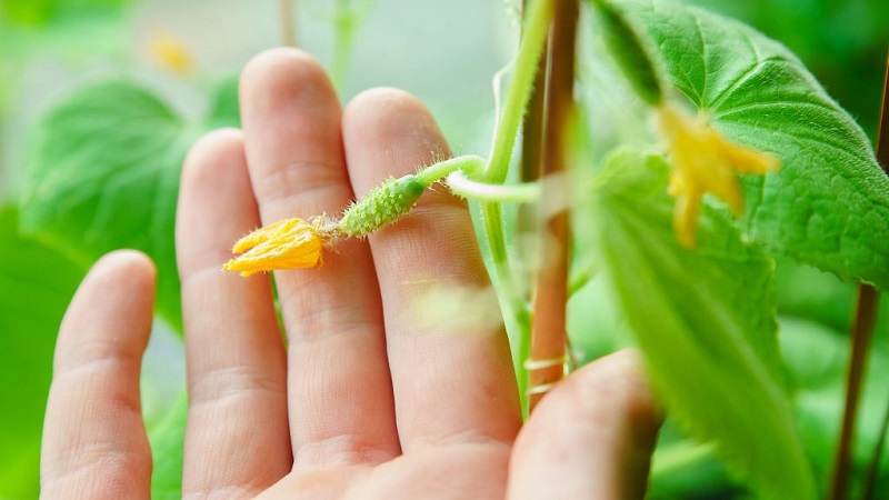 Les principales raisons pour lesquelles l'ovaire ne pousse pas sur les concombres