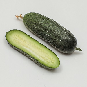 Directeur néerlandais du concombre avec une longue conservation et un rendement stable