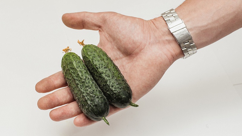 Directeur néerlandais du concombre avec une longue conservation et un rendement stable