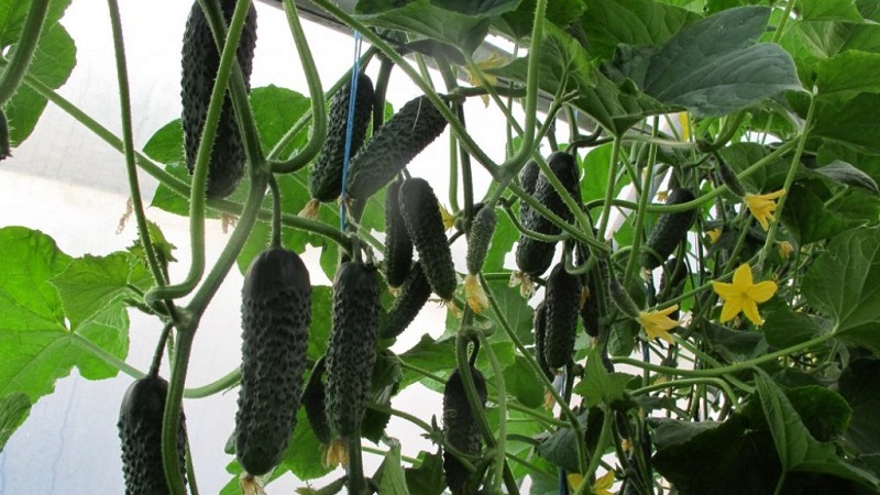 Directeur néerlandais du concombre avec une longue conservation et un rendement stable