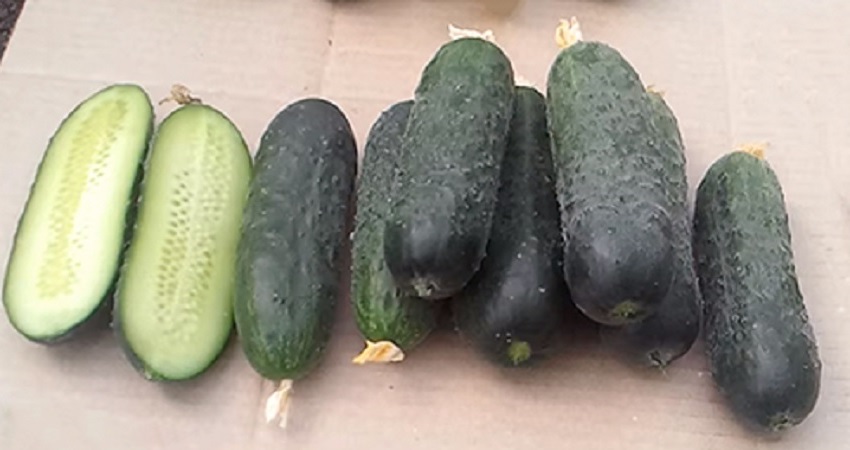 Directeur néerlandais du concombre avec une longue conservation et un rendement stable