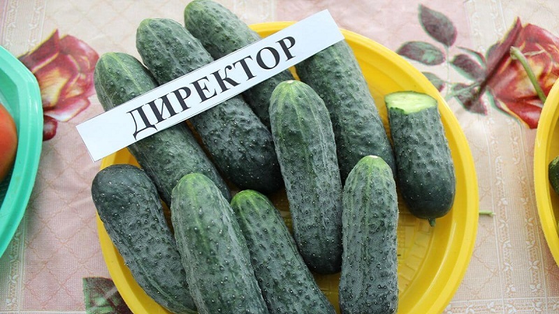 Directeur néerlandais du concombre avec une longue conservation et un rendement stable