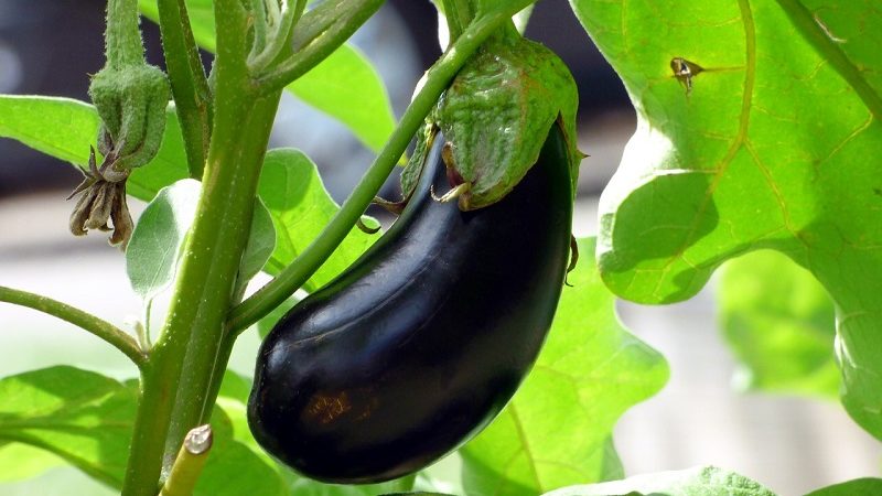 Instructions pour la culture d'aubergines de A à Z