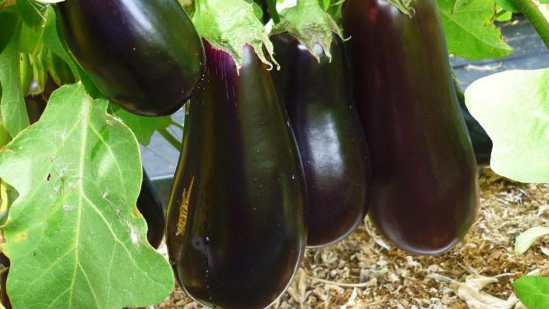 Instructions pour la culture d'aubergines de A à Z
