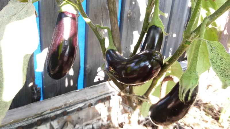 Instructions pour la culture d'aubergines de A à Z