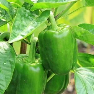 Comment faire face à la pourriture des poivriers: conseils de jardiniers expérimentés