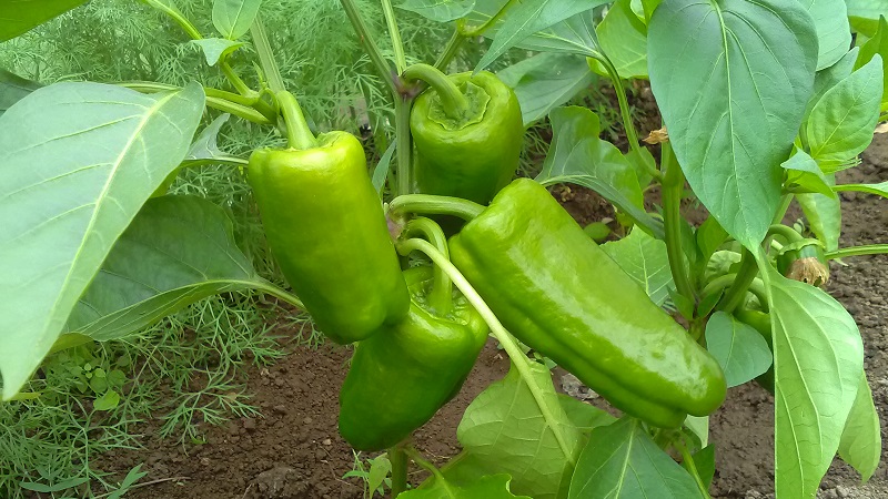 Comment faire face à la pourriture des poivriers: conseils de jardiniers expérimentés