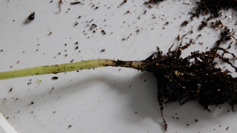 Comment faire face à la pourriture des poivriers: conseils de jardiniers expérimentés