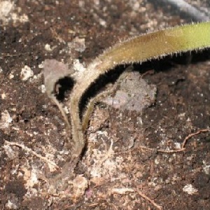 Comment faire face à la pourriture des poivriers: conseils de jardiniers expérimentés