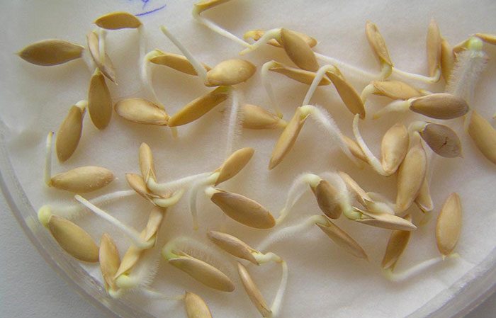 Comment faire germer rapidement les graines de concombre avant la plantation