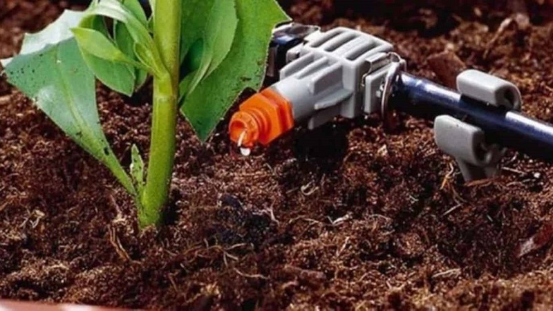 À quelle fréquence arroser les aubergines: instructions pour les jardiniers débutants