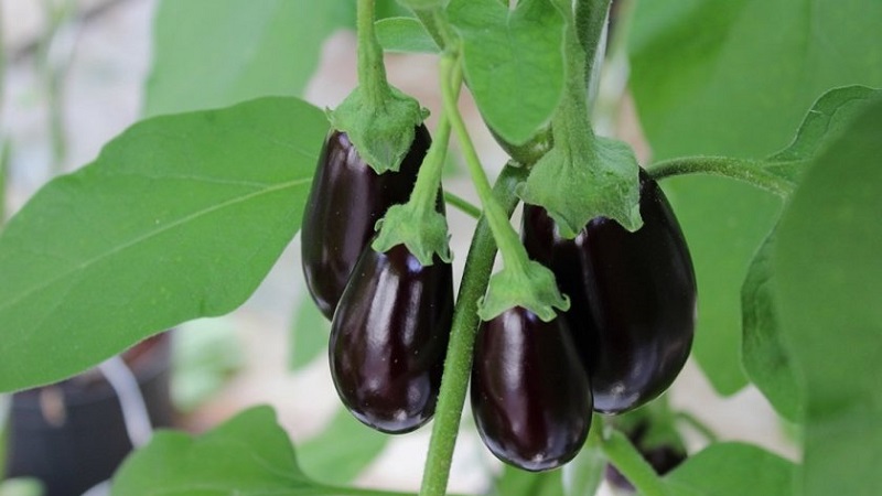 À quelle fréquence arroser les aubergines: instructions pour les jardiniers débutants