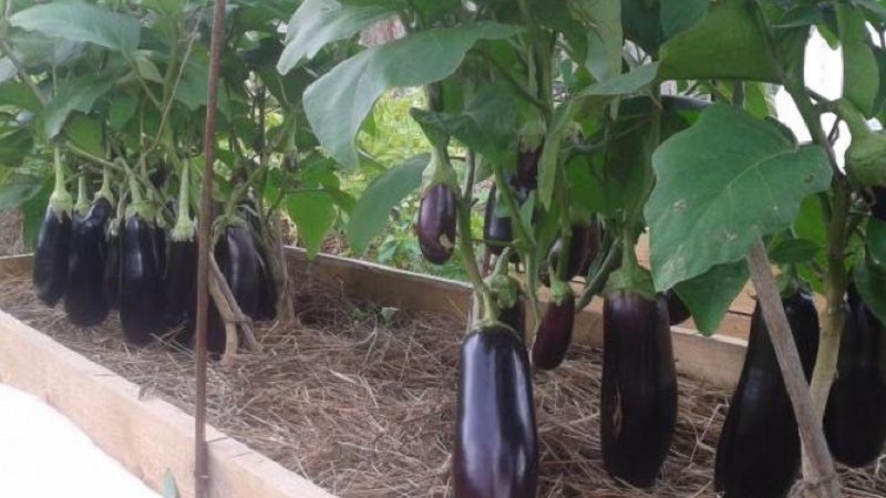 À quelle fréquence arroser les aubergines: instructions pour les jardiniers débutants