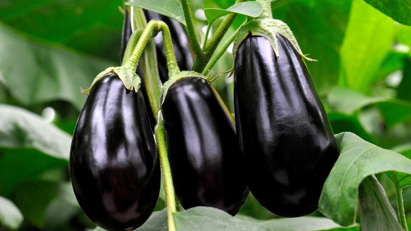 À quelle fréquence arroser les aubergines: instructions pour les jardiniers débutants