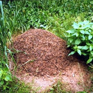 Comment lutter efficacement contre les pucerons sur le poivre sans nuire à la culture