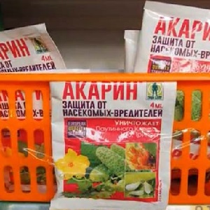 Comment lutter efficacement contre les pucerons sur le poivre sans nuire à la culture