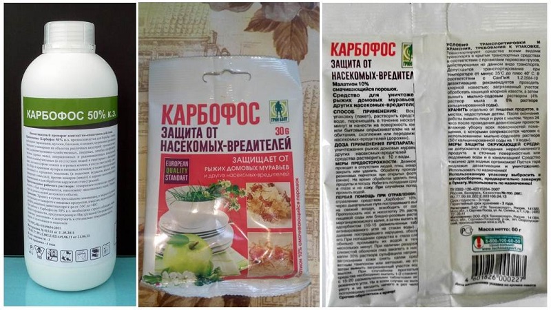 Comment lutter efficacement contre les pucerons sur le poivre sans nuire à la culture