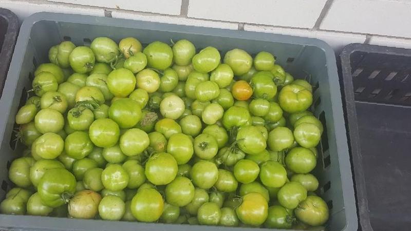 Comment conserver les tomates pour qu'elles deviennent rouges: accélérez la maturation et gardez le légume frais pendant longtemps