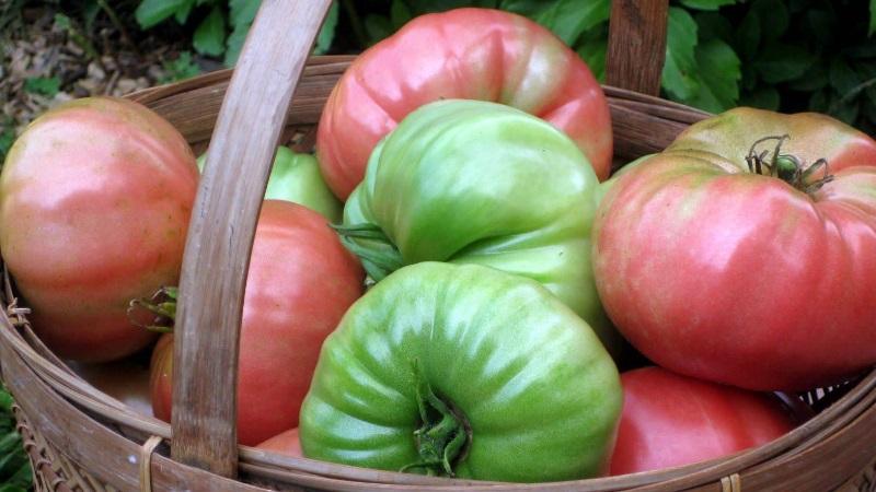 Comment conserver les tomates pour qu'elles deviennent rouges: accélérez la maturation et gardez le légume frais pendant longtemps