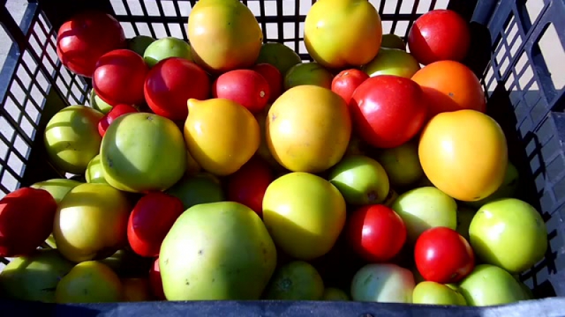 Comment conserver les tomates pour qu'elles deviennent rouges: accélérez la maturation et gardez le légume frais pendant longtemps