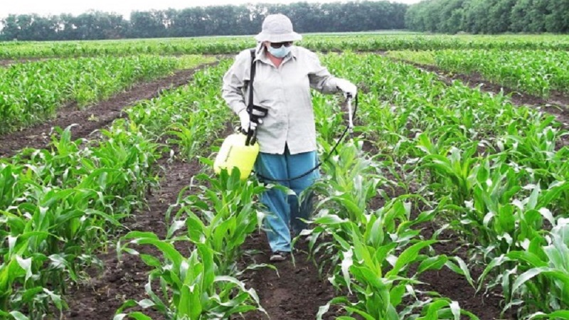 Comment et quoi nourrir le maïs: les meilleures formulations et règles pour leur introduction pour obtenir une récolte riche