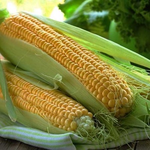 Comment et quoi nourrir le maïs: les meilleures formulations et règles pour leur introduction pour obtenir une récolte riche