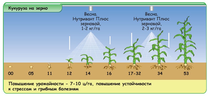 Comment et quoi nourrir le maïs: les meilleures formulations et règles pour leur introduction pour obtenir une récolte riche