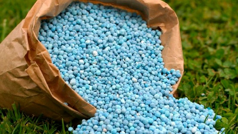 Comment et quoi nourrir le maïs: les meilleures formulations et règles pour leur introduction pour obtenir une récolte riche