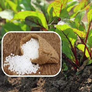 Comment, quand et quoi nourrir les betteraves en juillet-août: les secrets de la technologie agricole pour obtenir une récolte riche